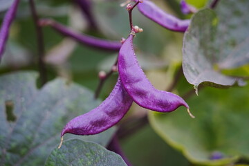 Purple beans grow naturally outdoors