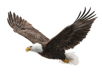 Fototapeta premium Bald eagle in flight against white background (2)