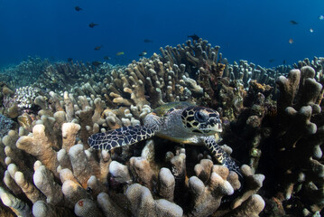 sea turtle on a reef