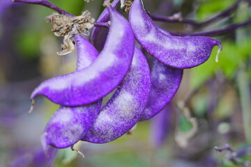 Purple beans grow naturally outdoors