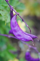 Purple beans grow naturally outdoors