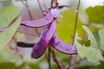 Purple beans grow naturally outdoors