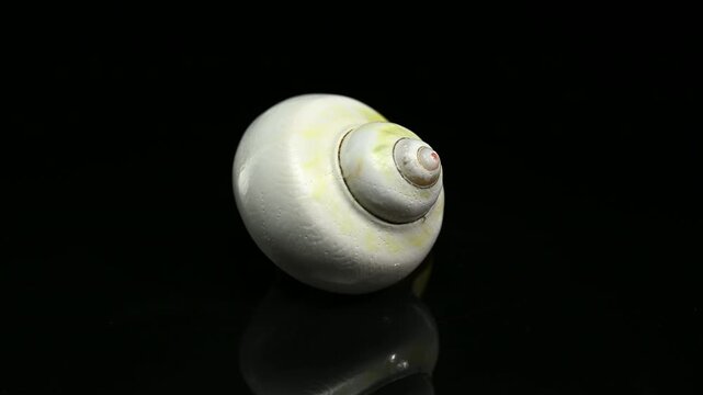 Polished Yellow Moon Shell on Black Background