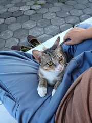 A male cat in your lap is giving a secret message through his deep and focused gaze, depicting how...