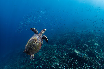 Obraz premium sea turtle swimming on a reef