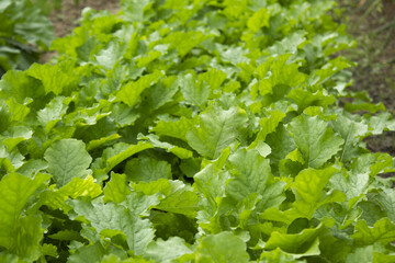A close-up of a turnip field.