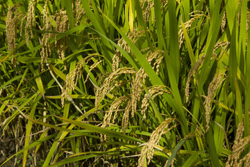 This is autumn rice that is ripening well.