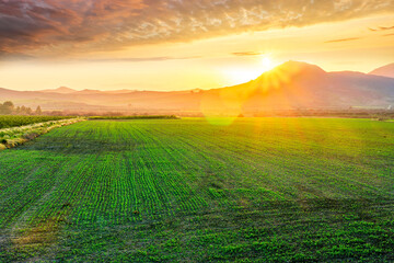 beautiful green spring dawn in a farmland agricultural field with rows of young plant growth and nice sunset sun above mountains on background