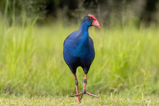 A beautiful purple or Australasian swamphen walks towards the camera and looks off to the side, displaying its vivid colors and red beak and frontal shield on the Gold Coast in Queensland, Australia.