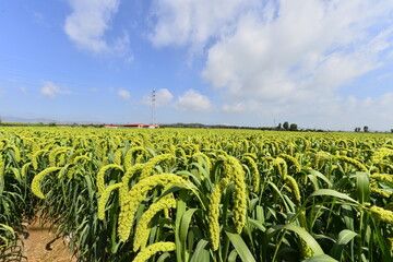 Mature rice in the fields