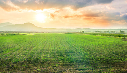 agricultural landscape of spring green field with vegetable growth in sunset beautiful valley and scenic mountain sunset above
