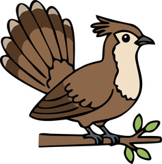 Cute Lyrebird - Endemic Wildlife of Australia | Flat Vector Illustration