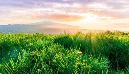 amazing green grass highland valley during sunset or sunrise with beautiful evening landscape of great mountrain and nice cloudy sky