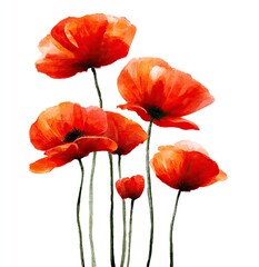 Obraz premium Vibrant red poppies, watercolor style