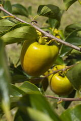 A persimmon tree with ripe orange fruit.