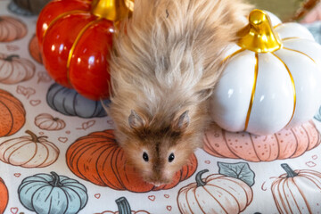 Funny shaggy fluffy hamster in Halloween and autumn decor among pumpkins, yellow leaves on table....