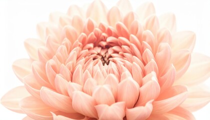 chrysanthemum petal cluster nested tight on white subtle texture minimal tidy layout with calm mood