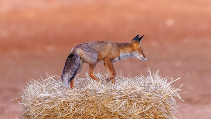 Portrait of a red fox at the end of the day