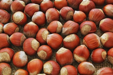 Close-up Background Texture of Whole Hazelnuts in Shell. Raw Unprocessed filberts on Natural Burlap Surface. Autumn Harvest of Healthy Nuts on a Woven Fabric. Top View of Nuts for Food Ingredient
