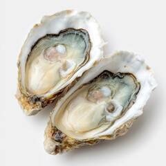 Two open oysters, halves facing upward, showing interior
