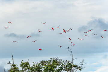 Scarlet ibis flying back home to their sleeping place, Revoada dos guaras on the Delta of the Parnaiba River in Brazil