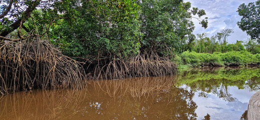 Boat trip on the Igarape do Urubu River, Delta das Americas to Ilha das Canarias, Brazil. South...