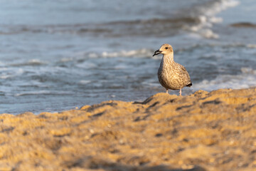 A juvenile seagull Larus argentatus holds food in its beak on the sandy beach. The ocean waves are behind.