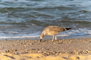 The gull Larus bends down to peck at something in the sand. Small shells and pebbles scatter across the shore.