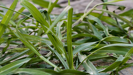 Obraz premium Closeup of green grass blades with water droplets in natural setting