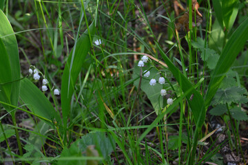 Delicate Lily of the Valley Flowers Amidst Lush Greenery