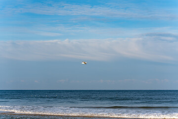 A lone gull Larus soars above the sea against a wide sky. Waves break softly on the shore below.