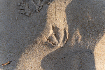 Close-up of a gulls footprint in the sand. Fine grains and shadows emphasize the texture.