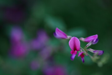 中秋の名月に供える花