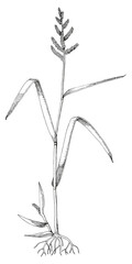 Barniyard grass botanical sketched illustration vector