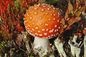 Beautiful mushrooms in the Lapland tundra on an autumn day.