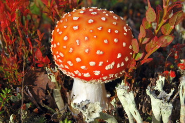 Beautiful mushrooms in the Lapland tundra on an autumn day.