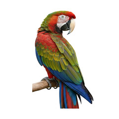Fototapeta premium Colorful Parrot Perched on Pure White Background