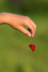 A child holds a bunch of red currants. Close-up. Blurred green background. Evening lighting