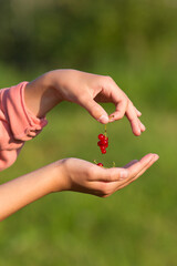 A child holds a bunch of red currants. Blurred green background. Evening lighting