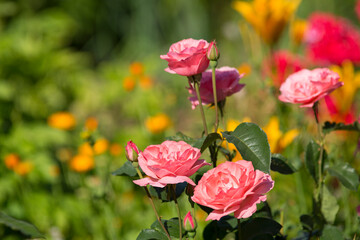 Garden pink roses in the garden