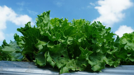 A healthy head of Lettuce (Lactuca sativa) dominates the frame, showing off its fresh, crisp green leaves in the sunlit farm fields in the sky
