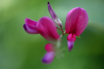 中秋の名月に供える花