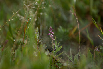 grass flower with dew drop and spider in background