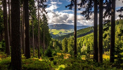 Scenic view of a lush forest with a distant, green valley