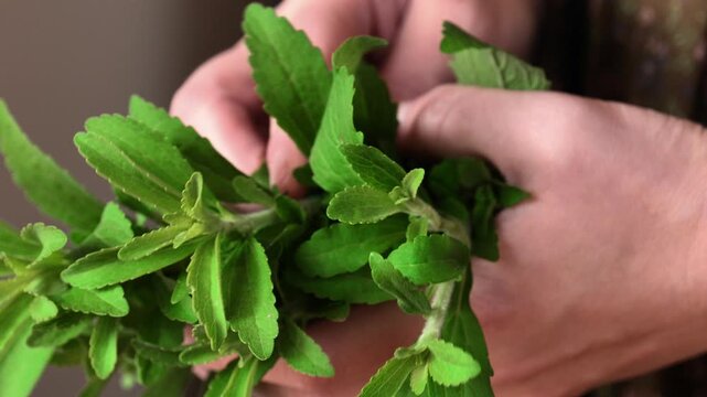 Fresh Green Stevia Leaves in a womans hands . Natural sweet grass.Natural dietary sweetener.Healthy food without sugar in a womans diet. 4k footage