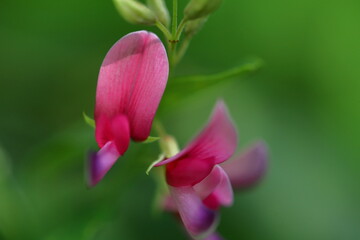 Obraz premium 中秋の名月に供える花