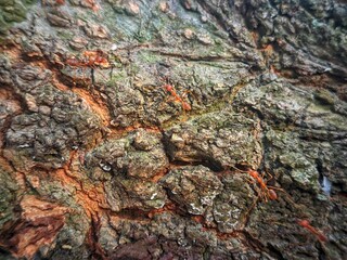 tree bark texture