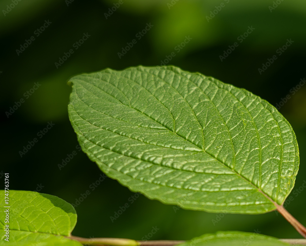 Canvas Prints a leaf is shown in the image