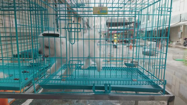 Cute pet puppies sold in the flower and bird market