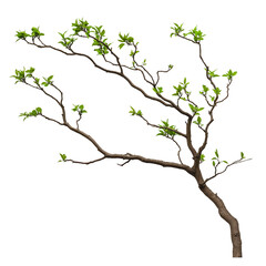 Fototapeta premium Tree Branch PNG Isolated on Transparent Background